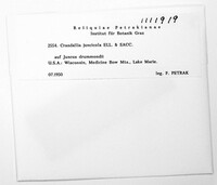 Bifusella acuminata image